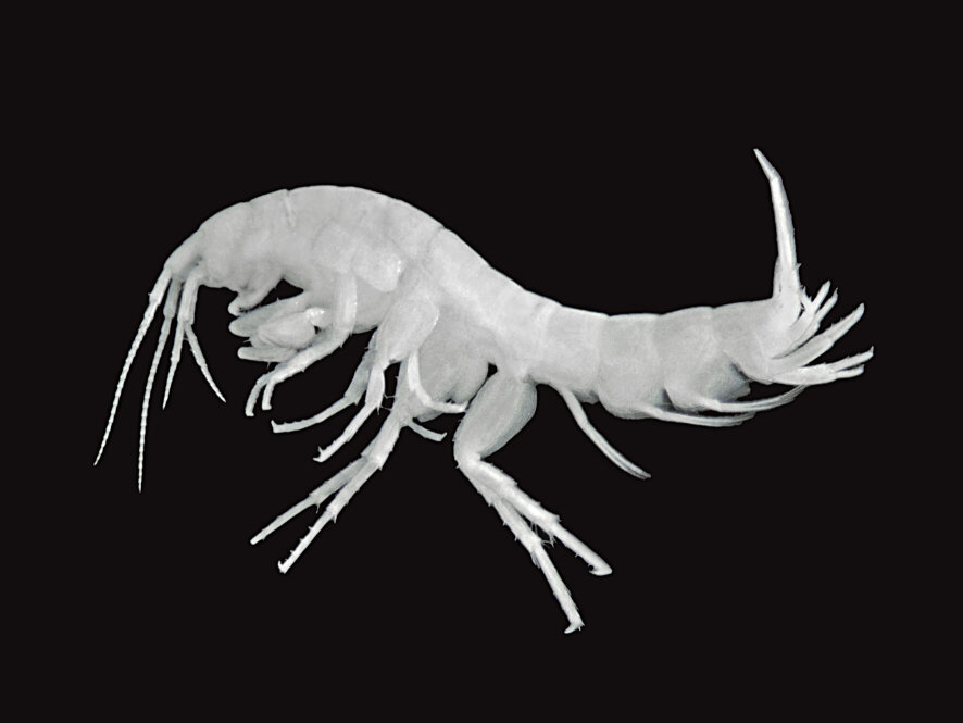 Niphargus salzburgensis